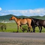 古代匈奴、蒙古、回鹘、突厥四个民族的血缘关系如何？