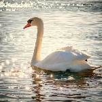 癞蛤蟆真的会吃天鹅肉吗？