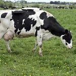 水牛奶真的是「水牛」的奶吗？为什么会比牛奶好喝？