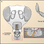 为什么苍蝇停下来总会搓手？它们在做什么？