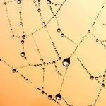 如何向孩子解释「为什么蜘蛛不会被自己的网黏住」?