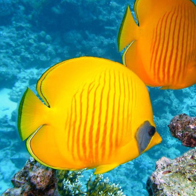 为什么放生鱼要给肚子上扎个洞?