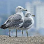 「待会去码头整点薯条」是什么梗？