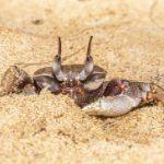 有没有哪两个物种外表非常相似，但进化路径完全不同？