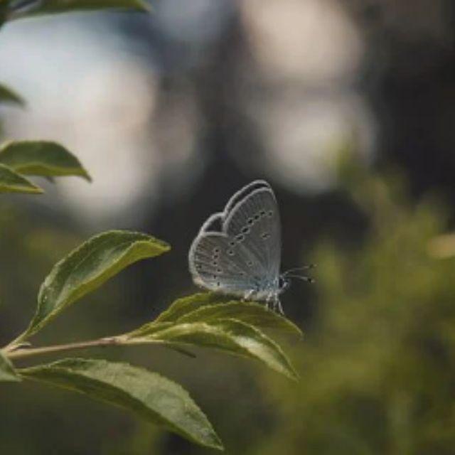 世界上有哪些剧毒的昆虫？被它们咬伤会有什么后果？