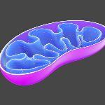 线粒体是怎么产生的？