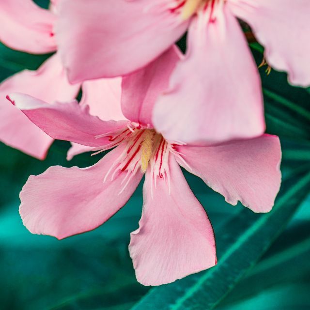 女孩嘴含夹竹桃拍照后中毒送医,如何从医学角度进行解释?日常所见中还有哪些花也含有毒素?