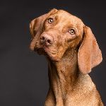 如果给某种动物它固有食谱以外的高能食品，它会违背生物逻辑尝试吗？