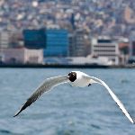 航空发动机容易把飞鸟吸进去，酿成事故，为什么不在进气口加装过滤网？