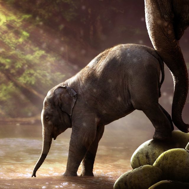 如何看待动物权利？