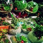 花卉市场的花开得很艳，为什么买回来却很难养活？