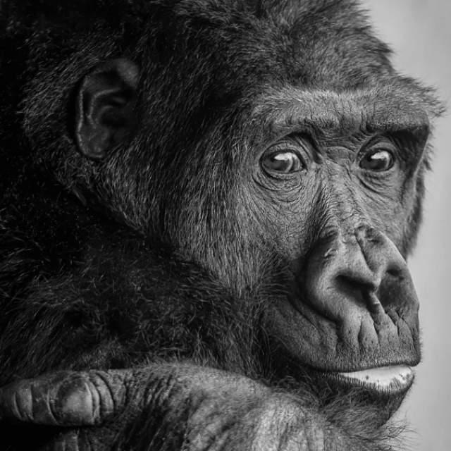 黑猩猩会需要像人类一样处理自己的指/趾甲越来越长的问题吗？