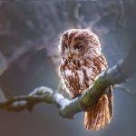 如果鸟类是恐龙演化来的，那么鸟类为什么进化出了喙？和嘴比这样有什么生存优势？