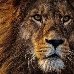 人类的眼白是什么时候进化出来的？