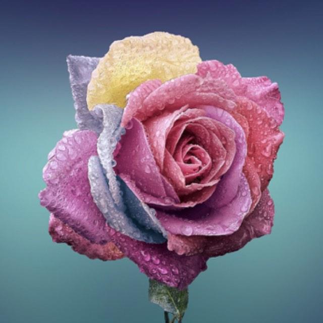 既然是自然选择,为什么动植物们没因为进化变得非常难吃?