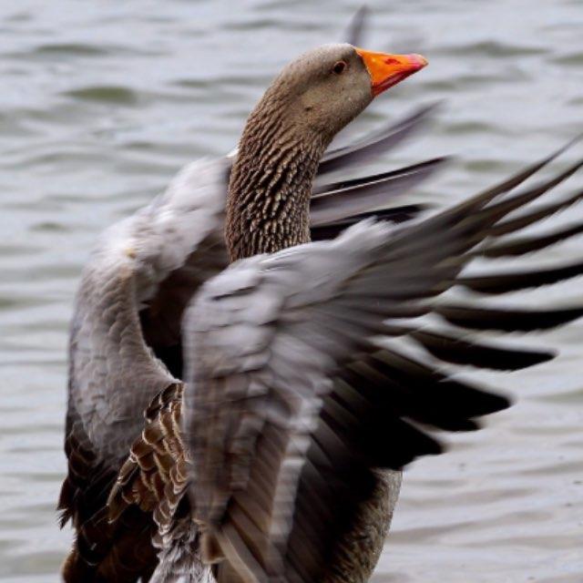 鹅孵蛋孵出小鹅需要人工助产,那么在人类助产之前小鹅是怎么出来的?