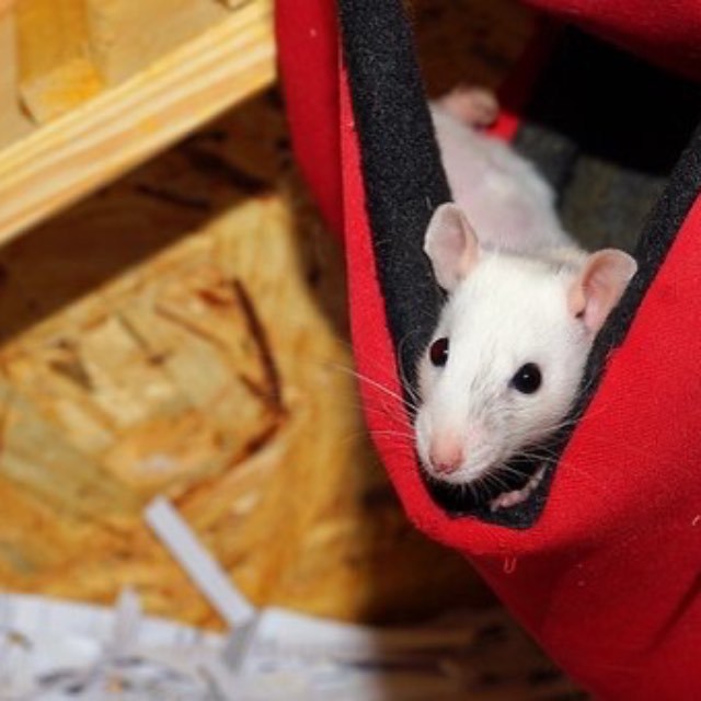 科学家为什么总是喜欢用小白鼠做实验？