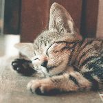 猫对主人真的有感情吗？