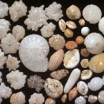 为什么会发生物种大灭绝？