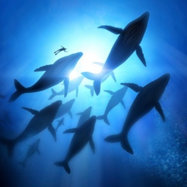 鲸鱼有没有鼻屎？