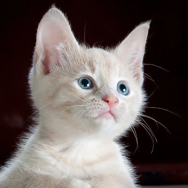 很多动物都能通过气味识别幼崽，人类可以吗？