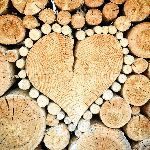 为什么大自然中的树木都是圆柱型的枝干？而不是三棱柱和矩形柱？