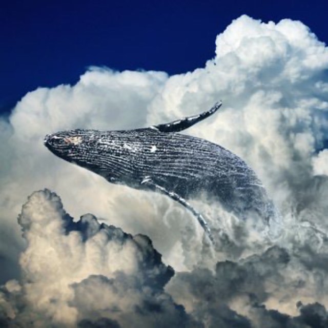 鲸鱼是怎么拉屎的?