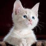 为什么猫咪总用「后脚」挠头，而不是用「前爪」挠头？