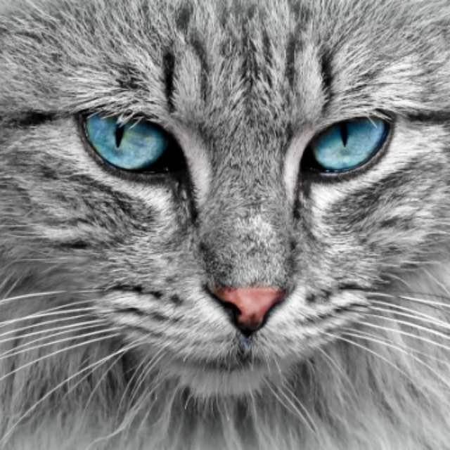 猫科动物战斗力那么强，为什么没有将犬科动物淘汰掉？