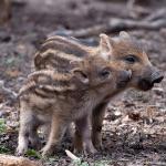 据说家猪放生会一年内野化成有獠牙的野猪，这是什么原理？