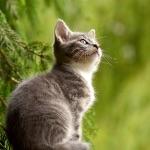 动物有哪些冷知识？