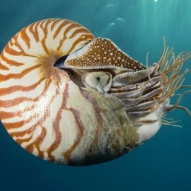 为什么鹦鹉螺可以数亿年来没有太大的外观上的变化？这是非常特例的情况吗？还是有很多类似的例子？