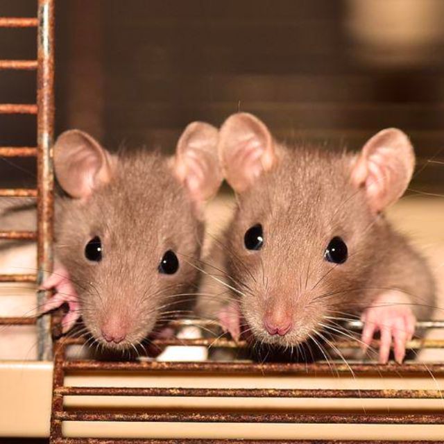 为什么南方的老鼠蟑螂蚊子等昆虫体型较大，而人类个体体型却低于北方？