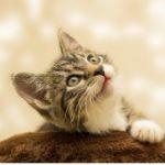 老鼠怕猫究竟是脱氧核糖核酸（DNA）的遗传，还是面对比自身更庞大生物的恐惧？