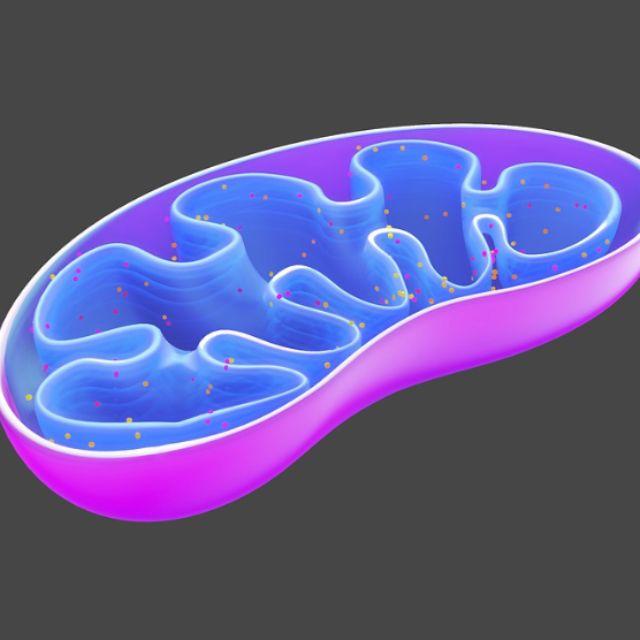 线粒体是怎么产生的？