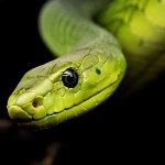 大连蛇岛大约有两万条蛇，如果放两只蜜獾上去，大概多久能吃完？