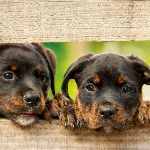 狗能听懂人话吗？