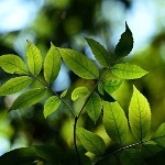 光合作用是如何起源的？