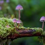 为什么蘑菇的味道特别鲜美？