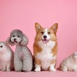 宠物猫狗可以吃生肉吗？吃生肉需要注意哪些问题？