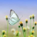 为什么一些昆虫从高处掉下来不会死，而人和大型动物摔下来会死？