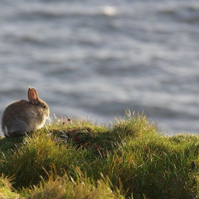 动物界、植物界有癌症吗？
