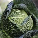 「菜」是怎么发展出「弱」的意思的？