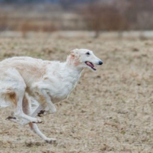 如果我的超能力是水平瞬移一米有什么用？