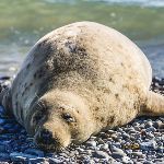 有什么动物长得人畜无害的其实杀伤力爆表？