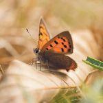 昆虫为什么要进化出蛹这种不利于生存的形态？