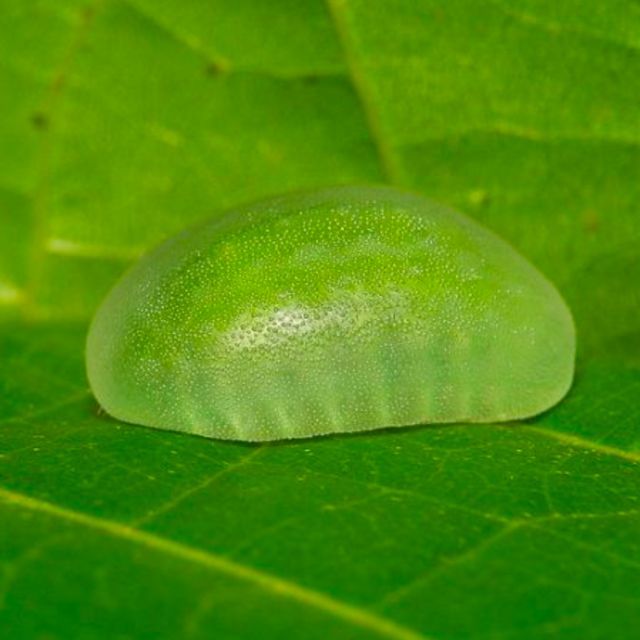 有什么长得像史莱姆的生物？