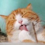 猫怕水，但能捕鱼，是怎么形成喜欢吃鱼的天性的？