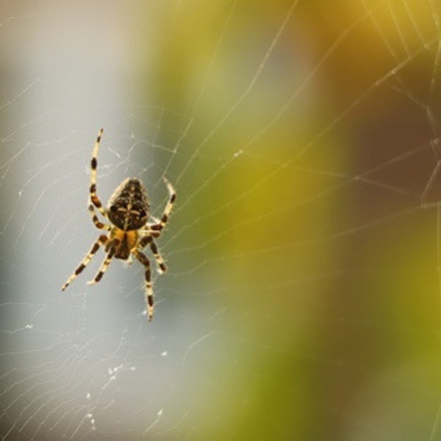 蜘蛛的八只眼睛都能看见东西吗？