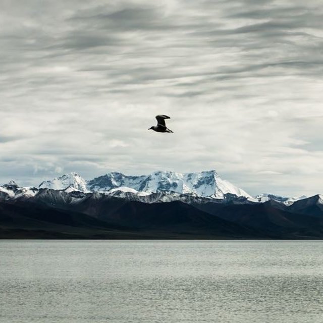 青藏高原上的人，是最初诞生在高原上的人，还是后来迁移过去的？